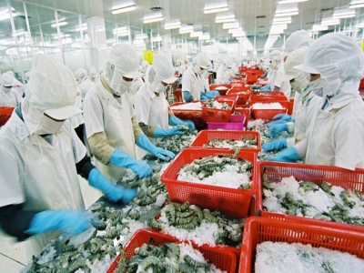 HCM City expects 25 thousand tons of shrimps under global standards by 2020