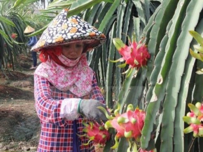 Long An improves quality of locally grown fruit