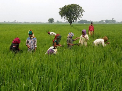 Asia Rice: Indian rates gain for third week; markets eye Philippine order