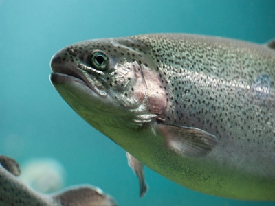 Yeast-protein use may provide fishmeal alternative for trout feeds