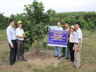 Thâm canh cam an toàn