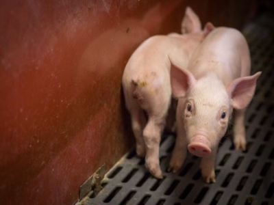 Key issues in designing feed for antibiotic-free pork