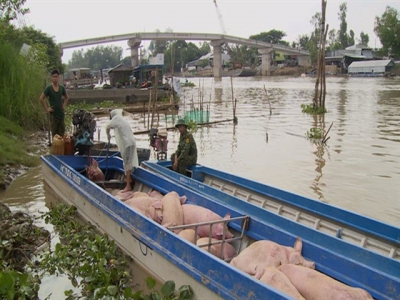 State strictly controls trading, transport of smuggled pigs