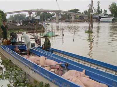 Control on pork smuggling strengthened in Southern, Central Highlands provinces