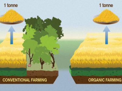 Organic food called worse for climate