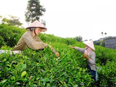 Việt Nams export of tea to Taiwan up