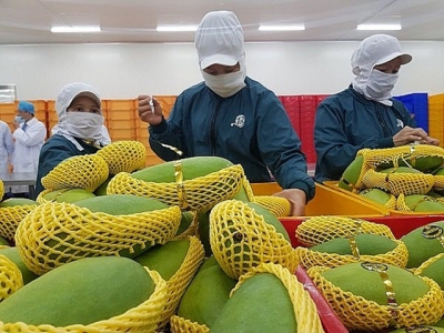 An Giangs rice and fruit could be exported to the US