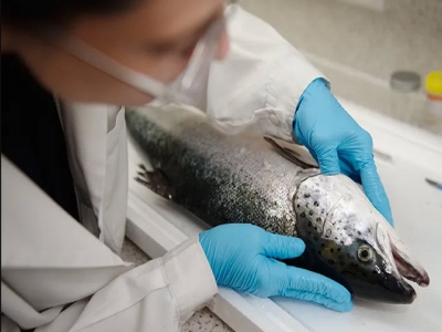 Researchers look to new ways to tackle CMS in salmon