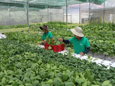 Trà Vinh focuses on developing quality seeds, seedlings