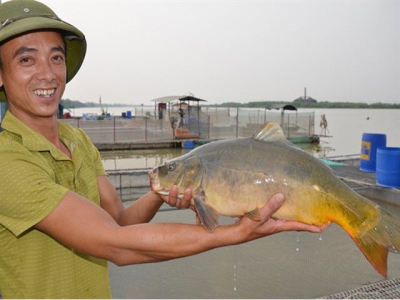 Lạ mắt nghề nuôi cá chép không vảy, thịt thơm ngon, giòn như tràng lợn