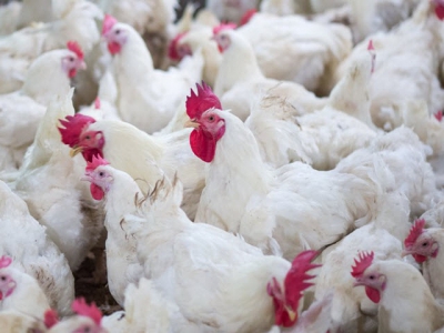 β-mannanase feed additive may boost broiler microbiota diversity