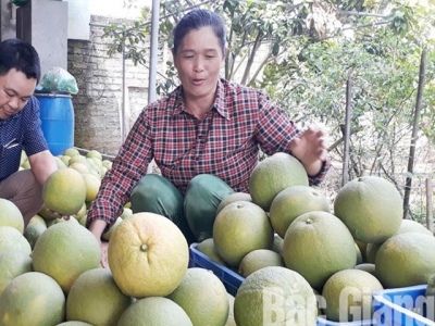 Pomelo billionaire in Trai Ca barren