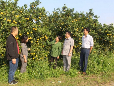 Cao Phong district goes vibrant with orange festival