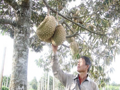 Fruit farmers in central highland worry because of unstable consumption level