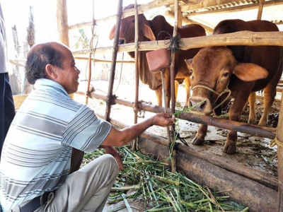 Gia Lai seeks to improve quality of beef cattle through cross-breeding