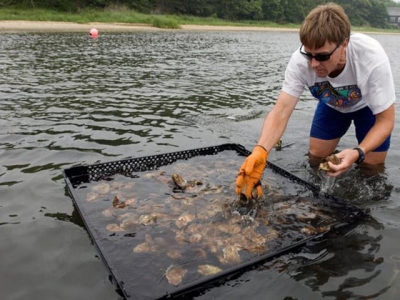 Researchers to explore pre-permitting approach to aquaculture in New England