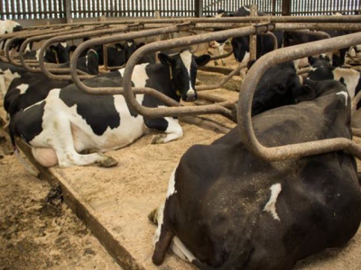 International partners to study endocannabinoid system in dairy cattle