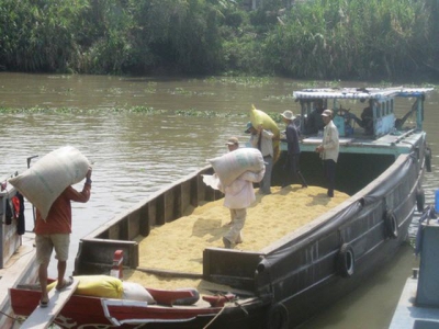 Early autumn-winter rice in Mekong Delta gives high margins