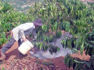 Bón phân hữu cơ và vô cơ hợp lý cho cà phê