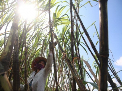 Opportunities await sugarcane farmers if they change their way of thinking