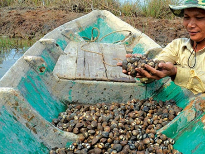 Cà Mau - Blood cockle culture in shrimp ponds