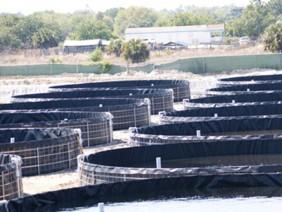 Shrimp cultivation in mobile inland ponds in Quảng Ninh