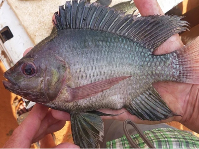 Concerns over tilapia biodiversity