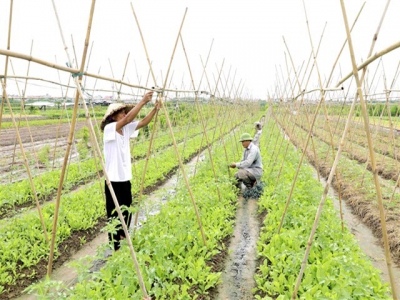 Hà Nội agriculture forecast to grow at least 3 per cent in 2021