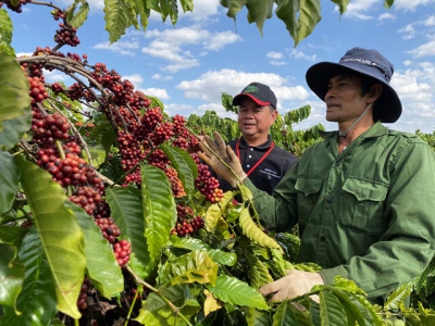 NESCAFÉ Plan in Vietnam marks 10 years of sustainable coffee production