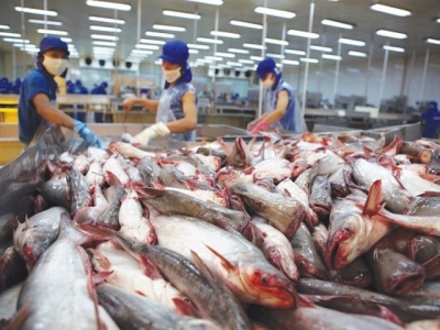 Tra fish exporters pin high hopes on EVFTA