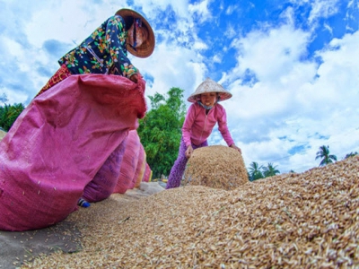 Rice husks - From waste to new green energy