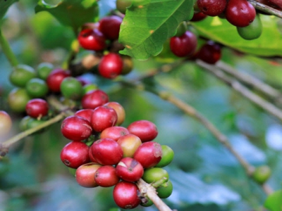 Đoạt giải nhất cà phê đặc sản, Arabica Khe Sanh tiến vào thị trường Mỹ