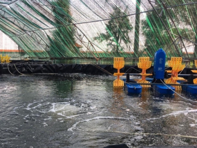 Shrimp RAS farming in Hai Phong