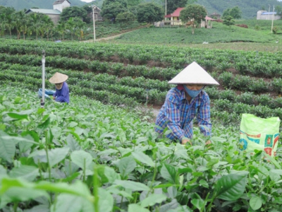 Adopting novel, unique, and highly effective tea models