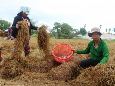 'Tài nguyên' phụ phẩm trồng trọt trong nông nghiệp tuần hoàn