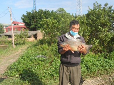 Nuôi cá bán thâm canh, nhàn mà lãi vẫn tốt