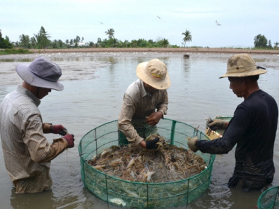 Developing collective mark for organic rice and paddy