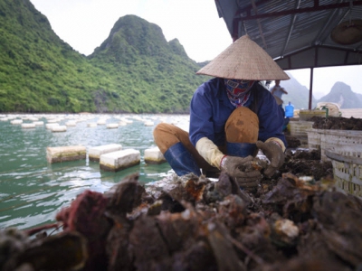 Quang Ninh overcomes difficulties in aquaculture consumption