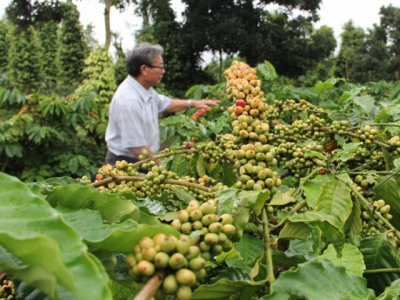 Hồi sinh cà phê già cỗi nhờ tái canh