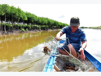 Nuôi cua theo hướng VietGAP, cải thiện môi trường