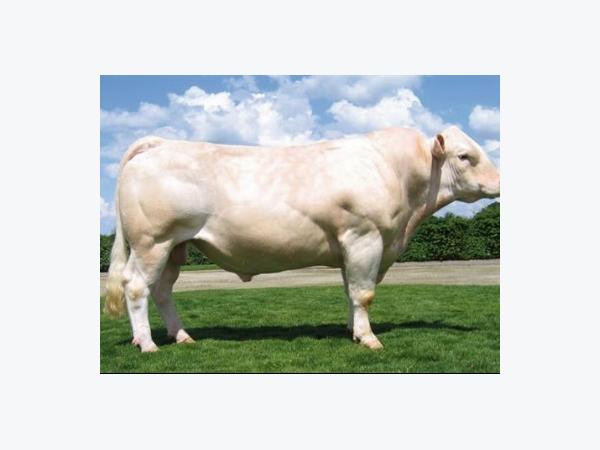 Bò Charolais