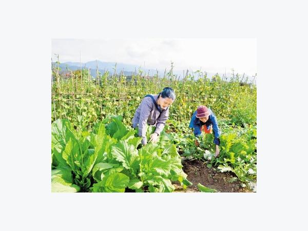 Bón phân Văn Điển cho vùng trồng rau an toàn