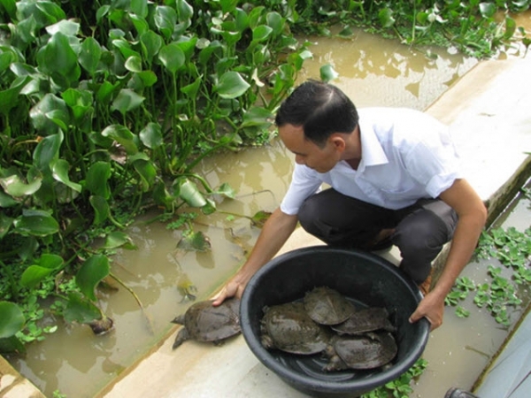 Thiết kế hồ nổi nuôi ba ba cho năng suất, chất lượng cao