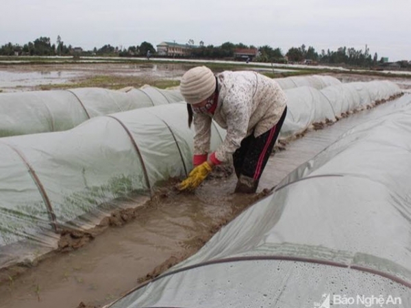 Nông dân Nghệ An chống rét cho mạ xuân