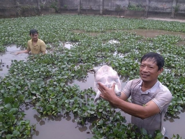 Nuôi ghép ba ba và cá để tăng năng suất, giảm chi phí