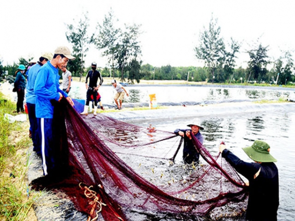 Nuôi tôm trên cát trúng lớn