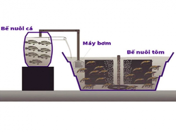 Nuôi tích hợp tôm thẻ chân trắng và cá rô phi trong hệ thống Biofloc