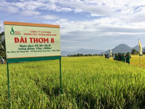 Giống lúa Đài Thơm 8 gây 'sốt' tại Ninh Thuận