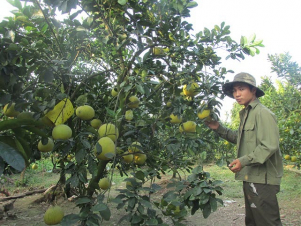 Chuyển đất ruộng chuyên màu sang trang trại cây ăn quả, thu 500 triệu đồng/năm