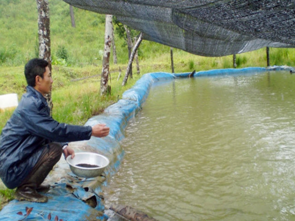 Hướng dẫn một số biện pháp phòng chống rét cho thủy sản nuôi